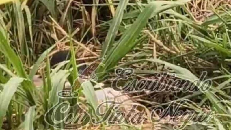 ENCUENTRAN EJECUTADO EN LAS MATAS