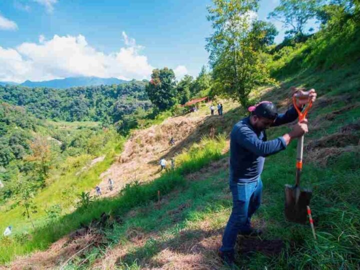 REALIZAN REFORESTACIÓN EN TETLAXCO