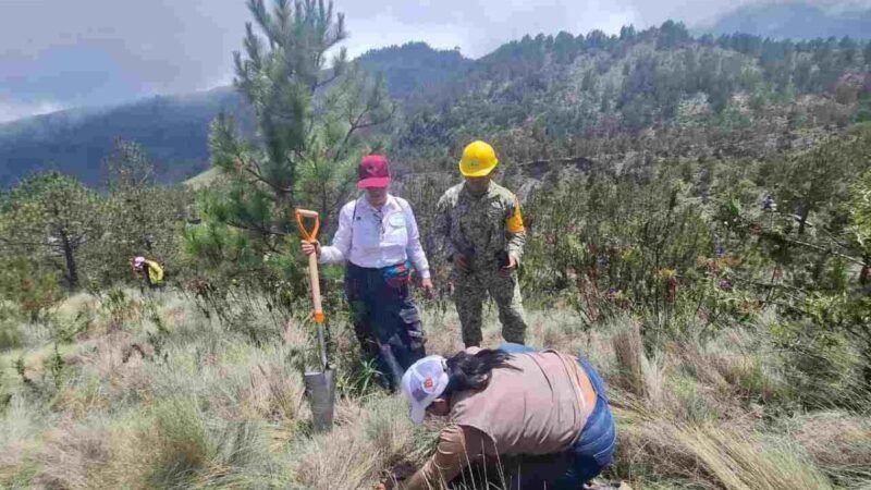 REFORESTAR ÚNICO RECURSO PARA AMINORAR EFECTOS DEL CAMBIO CLIMÁTICO EN EL PICO DE ORIZABA: CLAUDIA SHEINBAUM