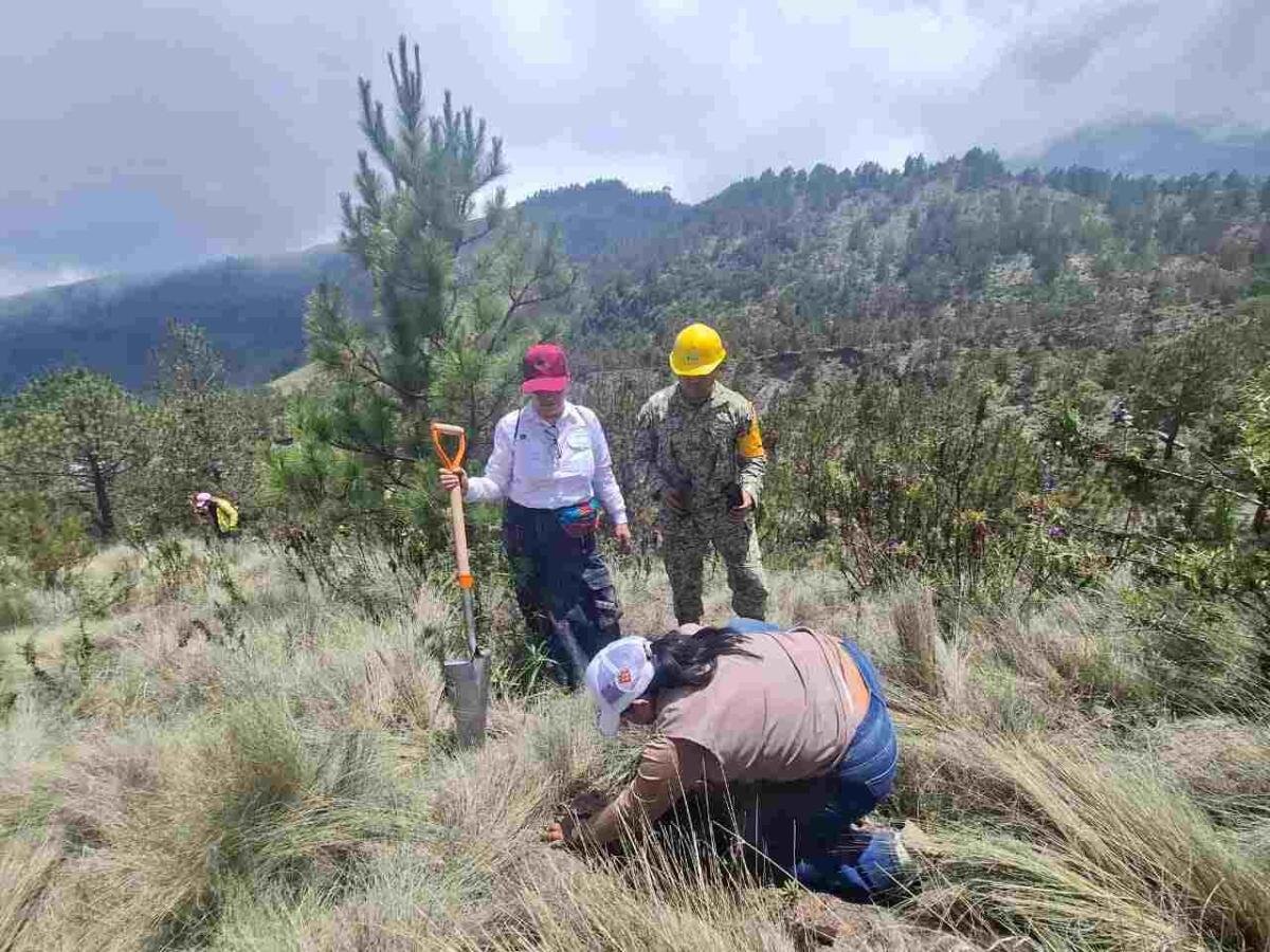 REFORESTAR ÚNICO RECURSO PARA AMINORAR EFECTOS DEL CAMBIO CLIMÁTICO EN EL PICO DE ORIZABA: CLAUDIA SHEINBAUM