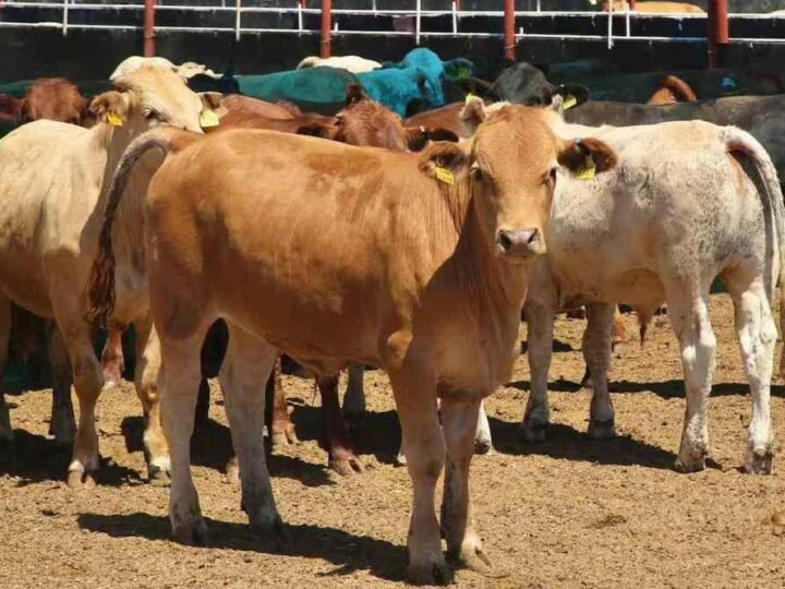 EN YUCATÁN, GUSANO BARRENADOR SUMA 47 NUEVOS CASOS