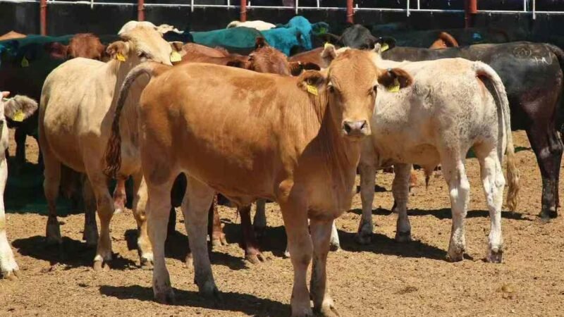 EN YUCATÁN, GUSANO BARRENADOR SUMA 47 NUEVOS CASOS