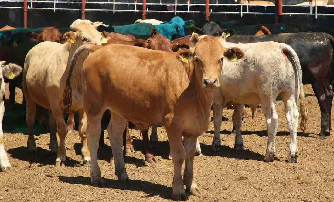 EN YUCATÁN, GUSANO BARRENADOR SUMA 47 NUEVOS CASOS