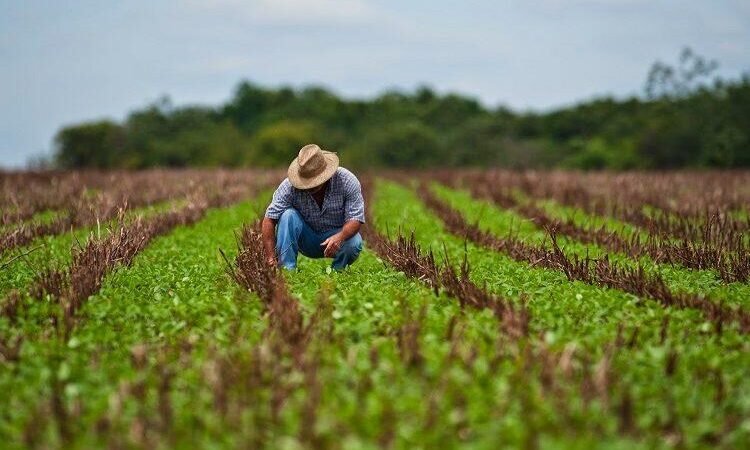 AGRICULTORES ADVIERTEN “CATÁSTROFE ALIMENTARIA” POR ARANCELES DE DONALD TRUMP
