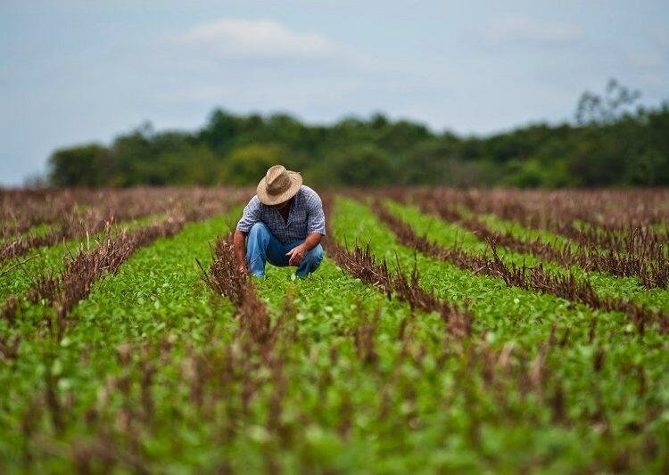 AGRICULTORES ADVIERTEN “CATÁSTROFE ALIMENTARIA” POR ARANCELES DE DONALD TRUMP
