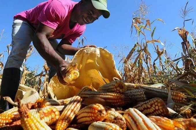 PRODUCTORES DE MAÍZ SE DECLARAN EN CRISIS POR LAS ALTAS TEMPERATURAS