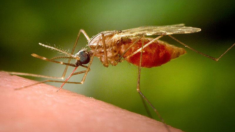 CHINA EN  ALERTA POR BROTE CHIKUNGUNYA