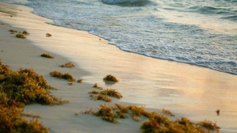 HABILITAN EL CENTRO DE MONITOREO AMBIENTAL Y DE SARGAZO DEL CARIBE EN QUINTANA ROO