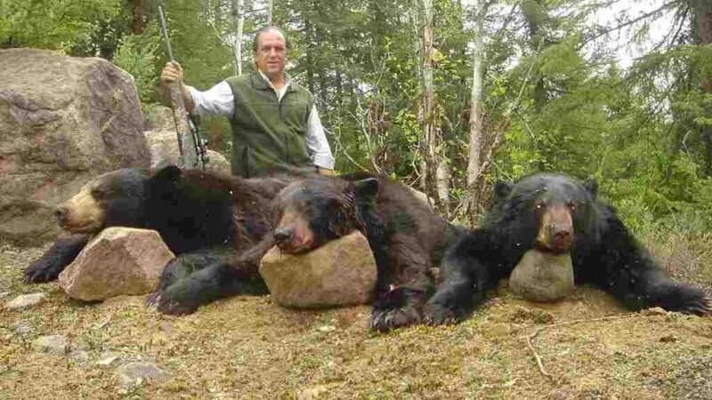 APRUEBAN CAZA DE OSOS NEGROS EN FLORIDA