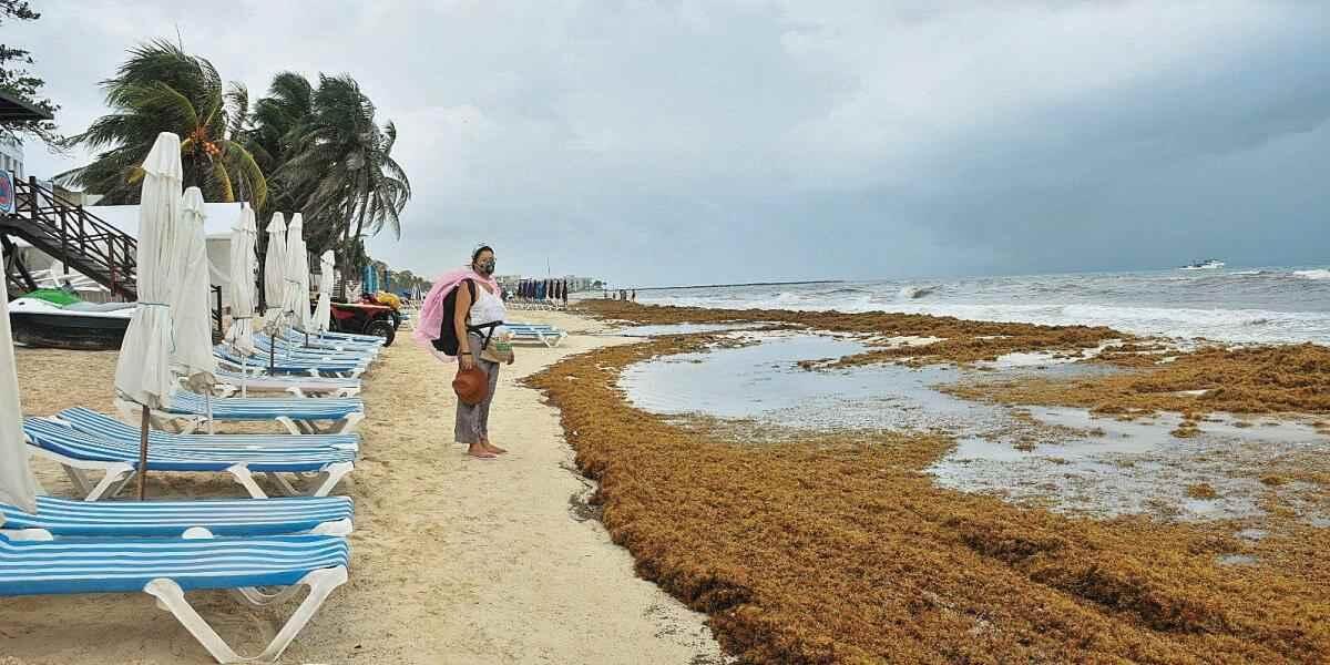 RECOLECTAN 300 TONELADAS DE SARGAZO EN PLAYAS DE QUINTANA ROO