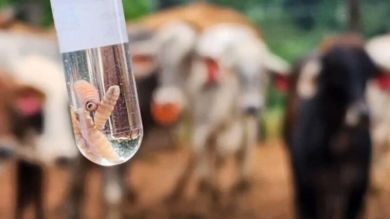BELICE CONFIRMA EL PRIMER CASO DE GUSANO BARRENADOR EN HUMANOS