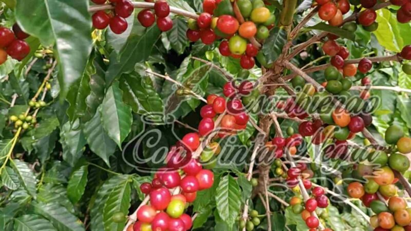 ARRANCA COSECHA DE CAFÉ CON PRECIOS DE $10 EL KILOGRAMO DE CEREZA