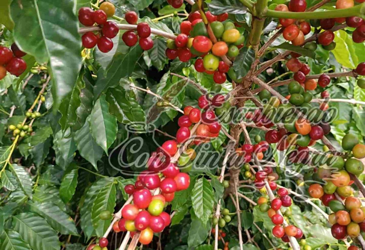 ARRANCA COSECHA DE CAFÉ CON PRECIOS DE $10 EL KILOGRAMO DE CEREZA