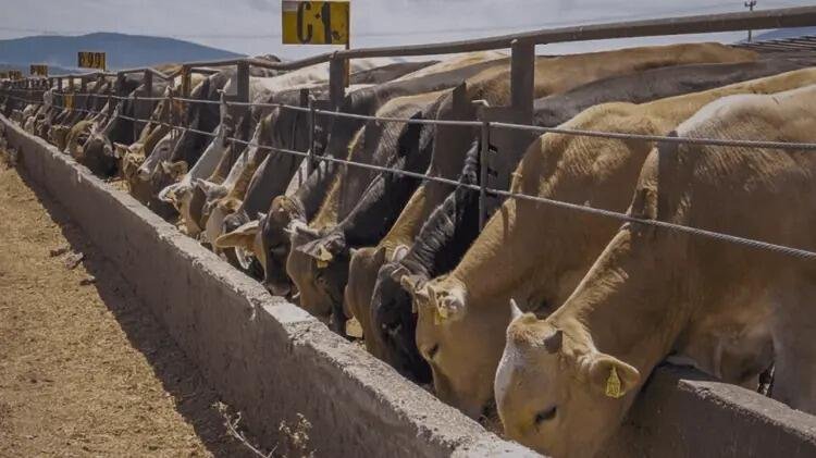 ANUNCIAN INVERSIÓN DE 700 MDP PARA GANADO EN DURANGO