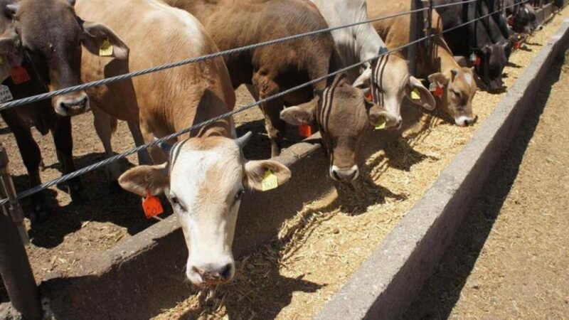 MÉXICO CONFIRMA UN CASO DE GUSANO BARRENADOR EN NUEVO LEÓN