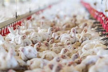 MUTACIONES FAVORECEN LA PROPAGACIÓN DE LA GRIPE AVIAR EN EU