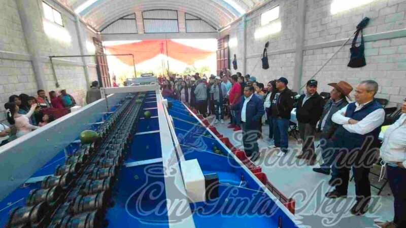 PONEN EN FUNCIONAMIENTO EMPACADORA DE AGUACATE EN CALCAHUALCO