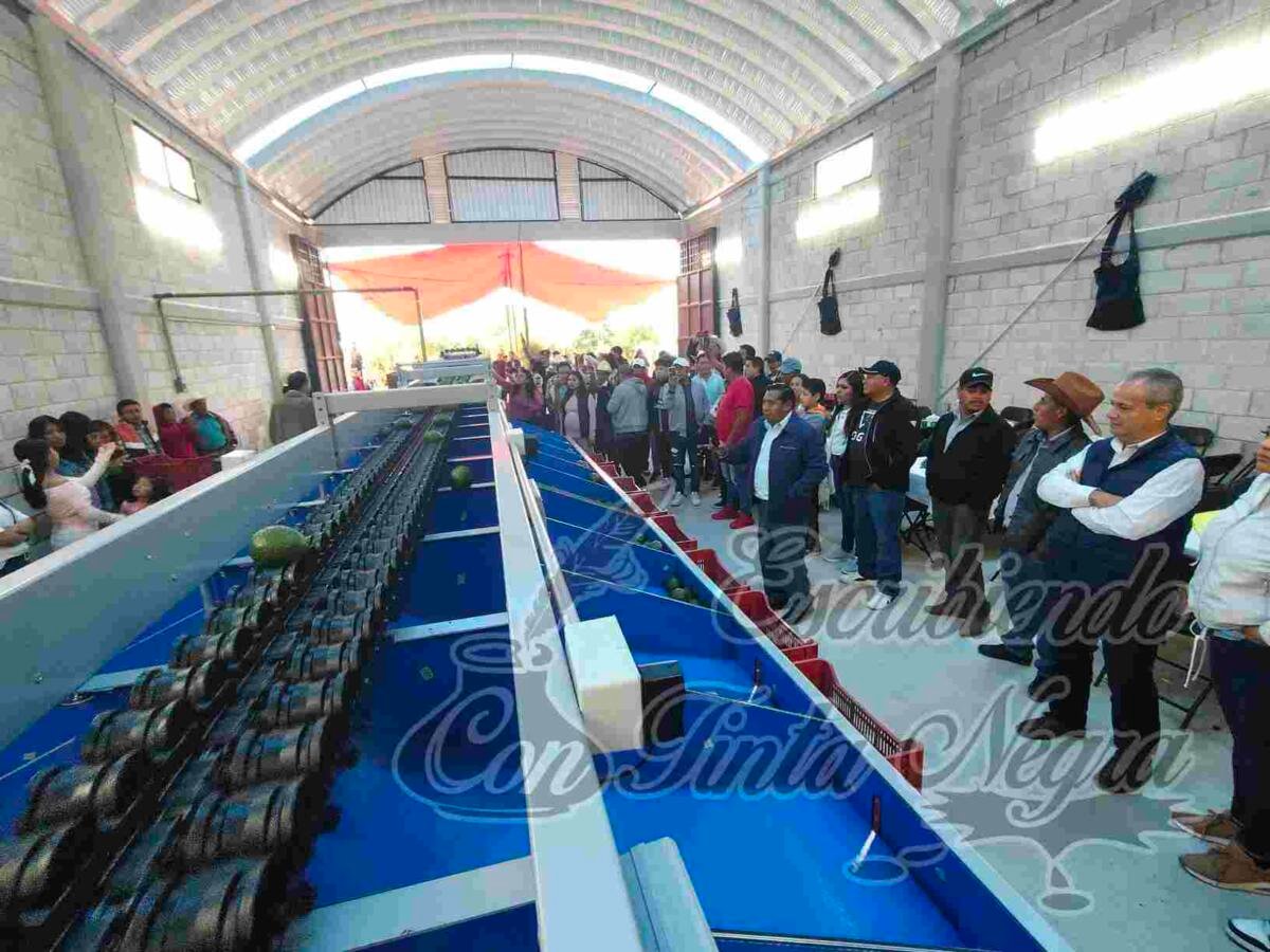 PONEN EN FUNCIONAMIENTO EMPACADORA DE AGUACATE EN CALCAHUALCO