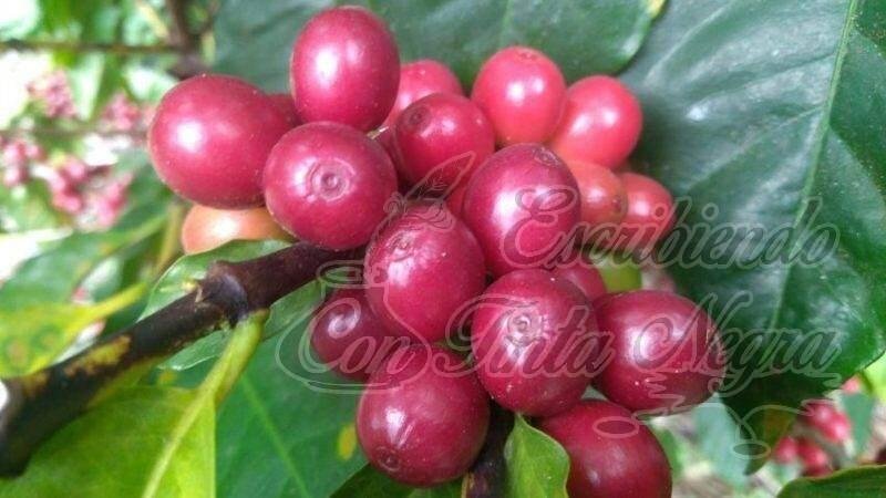 PRECIO DE CAFÉ SIGUE GANANDO TERRENO EN LA ZONA