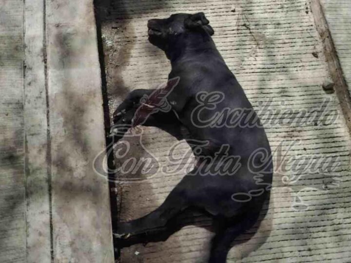 ALERTA POR ENVENENAMIENTO MASIVO DE PERROS