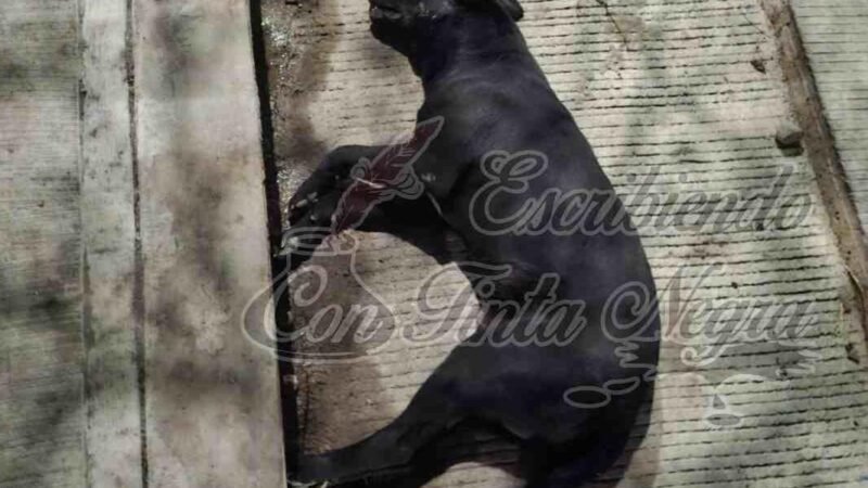 ALERTA POR ENVENENAMIENTO MASIVO DE PERROS