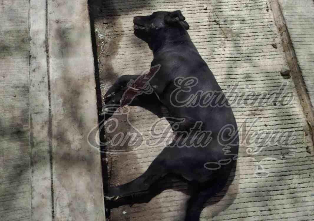 ALERTA POR ENVENENAMIENTO MASIVO DE PERROS