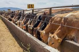 MÉXICO REGISTRA AUMENTO DEL 32% EN LOS CASOS DE GUSANO BARRENADOR DEL GANADO