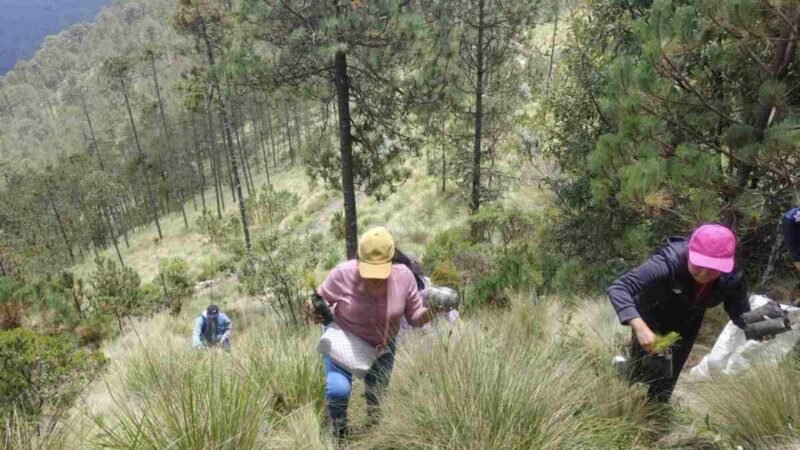 REFUERZAN ACCIONES DE REFORESTACIÓN EN EL PICO DE ORIZABA
