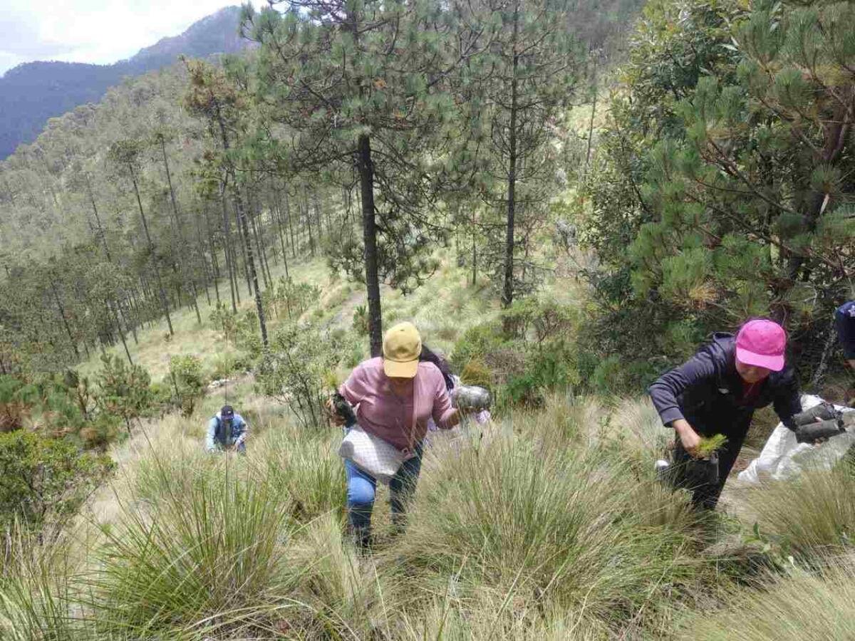REFUERZAN ACCIONES DE REFORESTACIÓN EN EL PICO DE ORIZABA