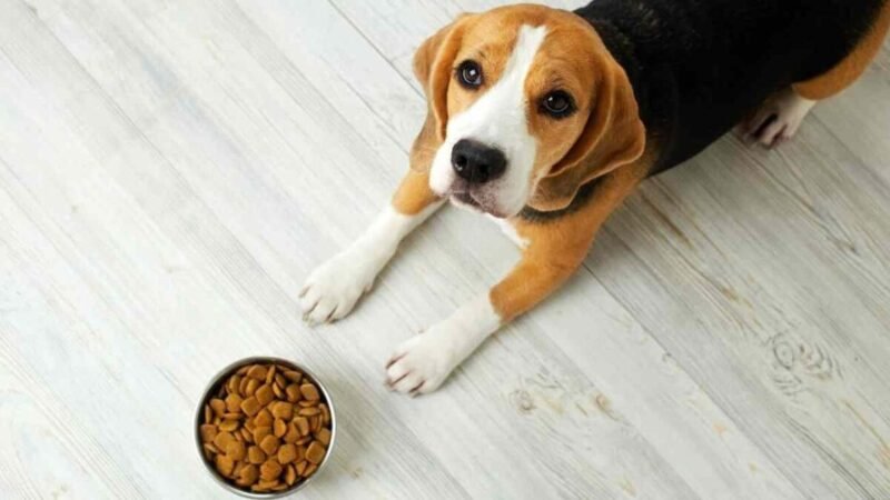 PROPONEN ELIMINAR EL IVA EN ALIMENTOS Y MEDICINAS PARA MASCOTAS