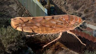 DETECTAN PLAGA OSBORNELLUS SALSUS EN LA FRONTERA MÉXICO-EU