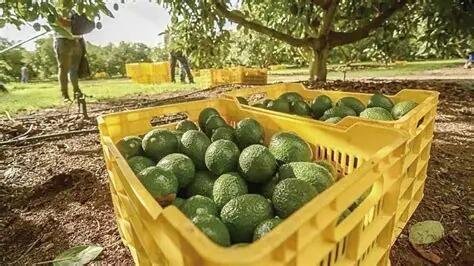 MÉXICO INICIA PROGRAMA DE EXPORTACIONES DE AGUACATE SIN DEFORESTACIÓN