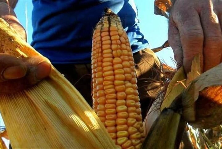 GOBIERNO Y PRODUCTORES DE MAÍZ LOGRAN ACUERDO; HABRÁ APOYO DE 950 PESOS