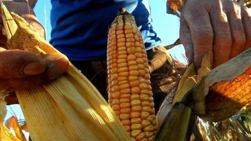 GOBIERNO Y PRODUCTORES DE MAÍZ LOGRAN ACUERDO; HABRÁ APOYO DE 950 PESOS