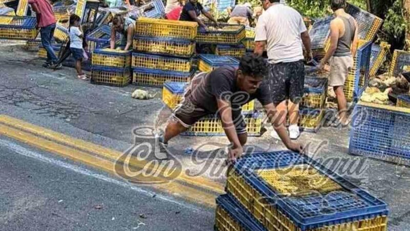 VUELCA TRÁILER CARGADO CON POLLOS Y RAPIÑEROS SE LOS ROBAN