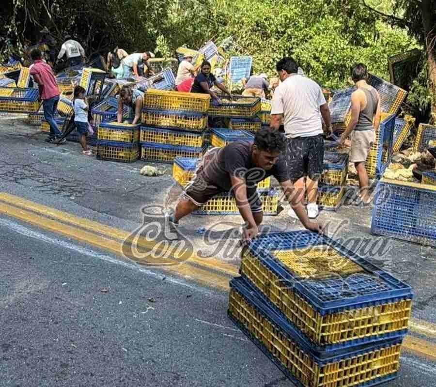 VUELCA TRÁILER CARGADO CON POLLOS Y RAPIÑEROS SE LOS ROBAN