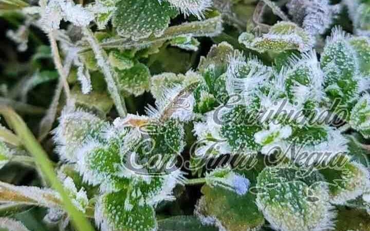 CAE HELADA EN FALDAS DEL PICO DE ORIZABA