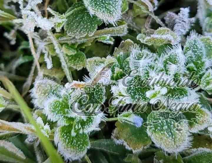 CAE HELADA EN FALDAS DEL PICO DE ORIZABA