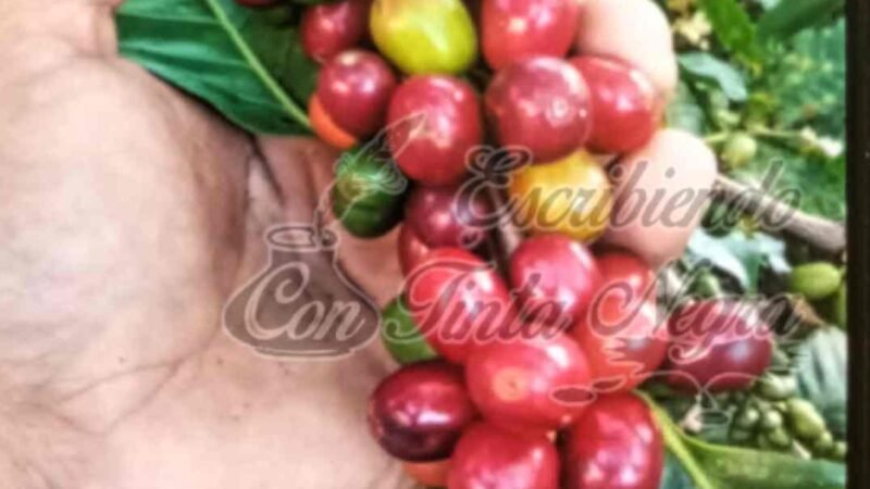 PRECIO DEL CAFÉ ALCANZA LOS 21 PESOS