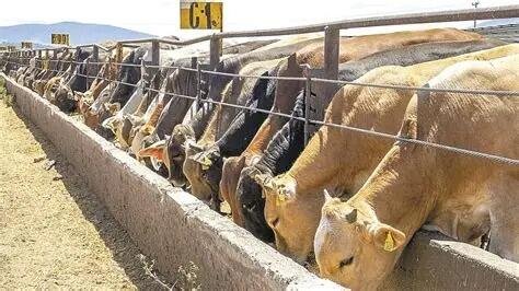 MÉXICO Y EU SIGUEN SIN ACUERDO PARA REABRIR EXPORTACIÓN DE GANADO