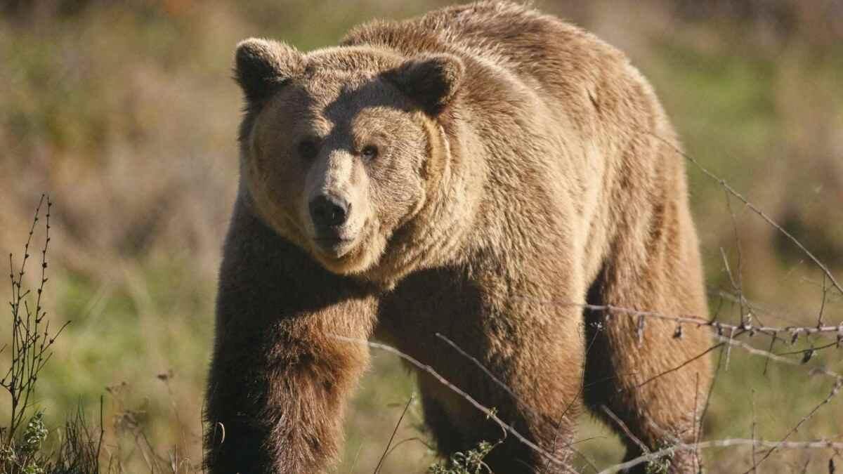 JAPÓN DESPLIEGA MILITARES ANTE OLA DE ATAQUES DE OSOS