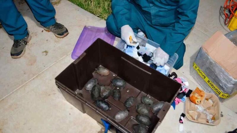 DETECTAN CARGAMENTO CON 774 TORTUGAS OCULTAS COMO “COSMÉTICOS”