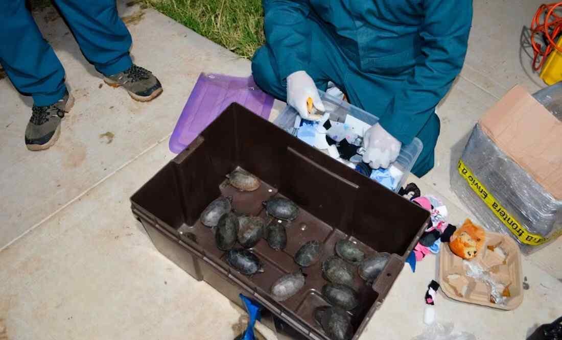 DETECTAN CARGAMENTO CON 774 TORTUGAS OCULTAS COMO “COSMÉTICOS”
