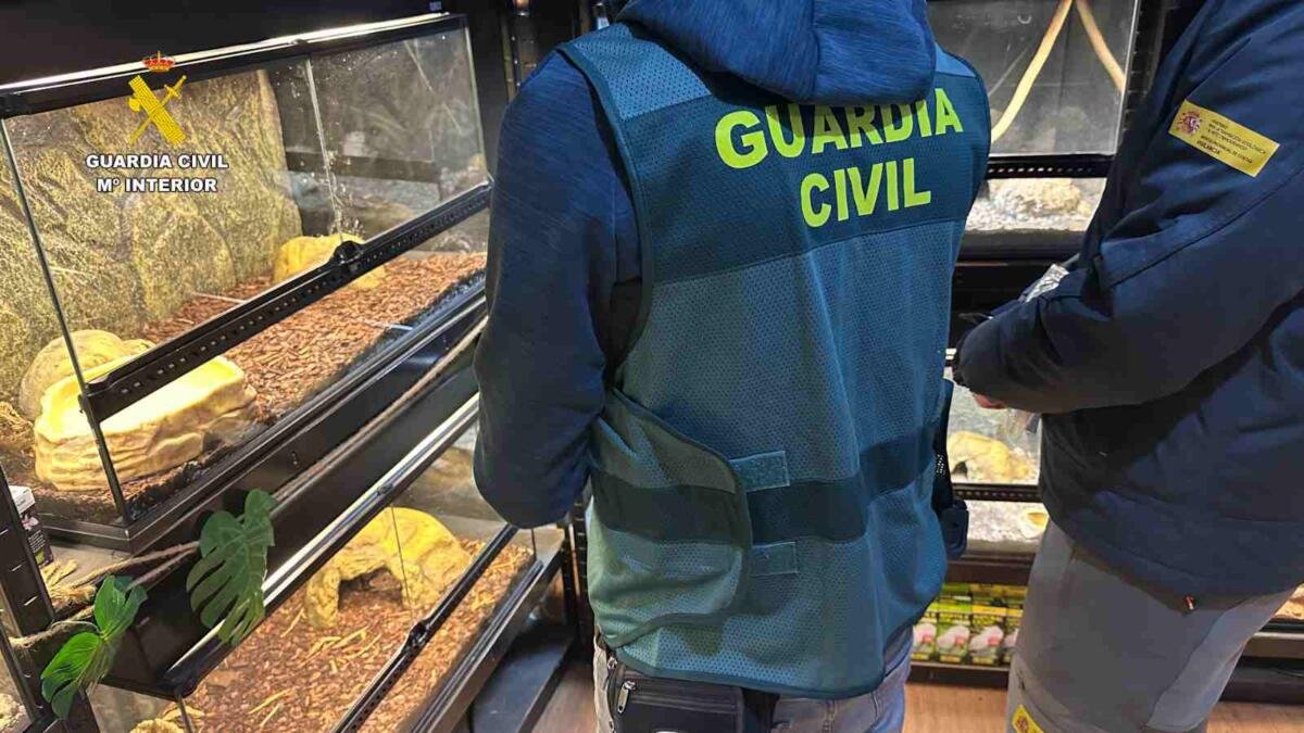 GUARDIA CIVIL INCAUTA 472 ANIMALES EXÓTICOS EN UN “FALSO REFUGIO”