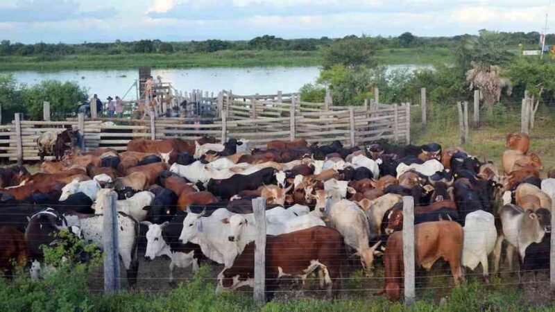 TURQUÍA RECHAZA TRES MIL BOVINOS URUGUAYOS