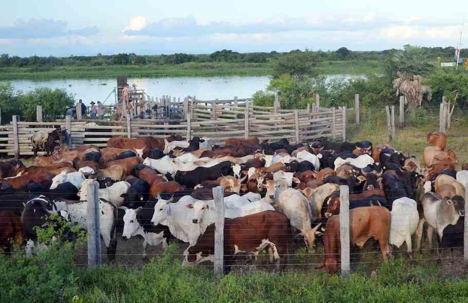 TURQUÍA RECHAZA TRES MIL BOVINOS URUGUAYOS