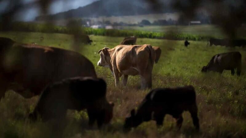 MÉXICO EVITA DISPERSIÓN DE GUSANO BARRENADOR