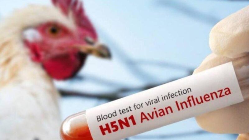 EU REGISTRA LA PRIMERA MUERTE POR GRIPE AVIAR H5N5