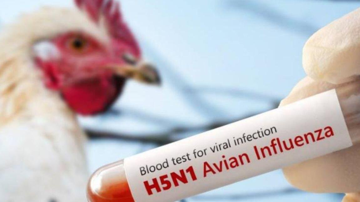 EU REGISTRA LA PRIMERA MUERTE POR GRIPE AVIAR H5N5