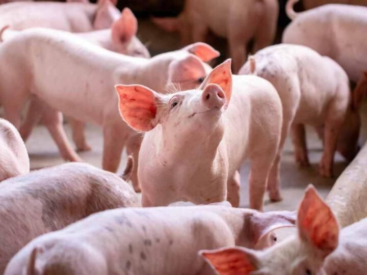 CONFIRMAN DOS PRIMEROS CASOS DE PESTE PORCINA AFRICANA EN ESPAÑA